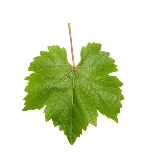 Grapevine Leaf. Single grapevine leaf isolated on white background , #Affiliate, #Single, #grapevine, #Grapevine, #Leaf, #white #ad Grapevine Leaf, Wine Leaves, Nutrition Activities, Nutrition Branding, Vine Leaves, Leaf Drawing, Flower Art Images, White Stock, Nutrition Education