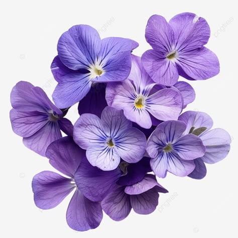 Purple Violets Flowers, Violet Pictures, Blue Violet Flower, Flower Of February, Violets Flower, Purple Violet Flower, White Elephant Ideas, Violet Bouquet, Violets Flowers