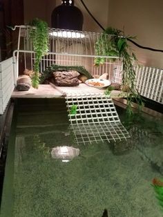 Diy turtle basking area Turtle Basking Area, Turtle Setup, Tartaruga Habitat, Aquatic Turtle Habitat, Aquatic Turtle Tank, Turtle Cage, Turtle Tank Ideas, Turtle Tank Setup, Diy Turtle