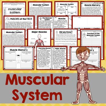 muscular system for kids | Homeschool | Pinterest | Muscular system ...