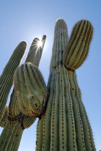 Saguro and Sun | Saguro cactus | Mike Stoy | Flickr Cactus Backgrounds, Large Cactus, Cactus Photography, Desert Aesthetic, Green Cactus, Saguaro Cactus, Plant Aesthetic, Desert Plants, Cactus Flower