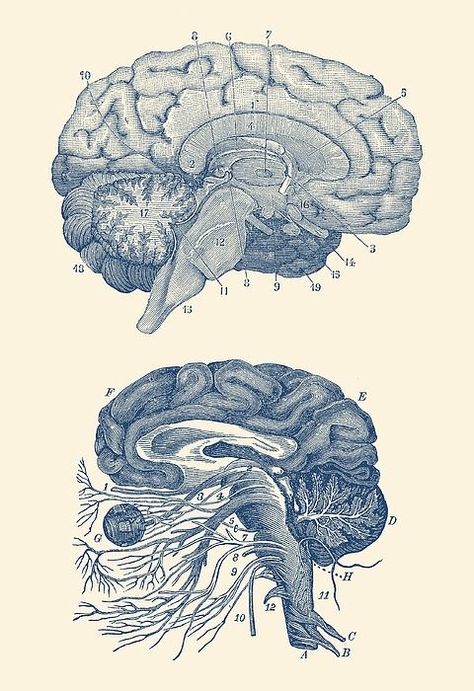 Nervous System Art, Anatomy Nervous System, Vintage Medical Art, Anatomy Prints, Medical Drawings, Monochrome Photo, Vintage Anatomy, Brain Anatomy, Brain Art