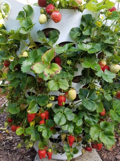 People Are Using Dollar Store Laundry Baskets As Strawberry Planters and It’s Pure Genius Strawberry Growing Ideas Planters, Strawberry Trellis Ideas, Store Laundry Baskets, Strawberry Trellis, Strawberry Planter Ideas, Grow Food Indoors, Strawberry Planters Diy, Hydroponic Gardening System, Strawberries In Containers