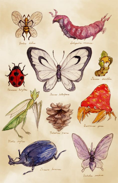 Pokemon Studies (illustration) ...yeah...I'm probably gonna have to do something like this. Realistic Pokemon, Pokemon Realistic, Real Pokemon, Bug Type, Pokemon Sketch, Oc Pokemon, Type Pokemon, Pokémon Master, Color Printer