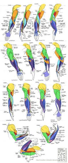 #Painting #Arm #Anatomy Arm Anatomy, Arm Drawing, Human Body Anatomy, Anatomy Tutorial, Human Anatomy Drawing, Muscle Anatomy, Human Anatomy Art, Anatomy Sketches, Arm Muscles