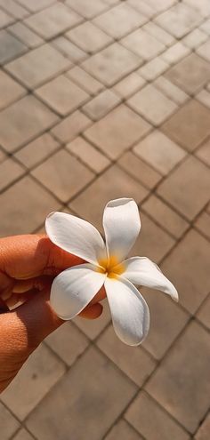 instagram story ideas | insta story | spring aesthetic | springtime | flowers | pink flowers Flower Aesthetic Snapchat, Snapchat Cover Photos Aesthetic, Real Flower Pictures Nature, Flower Aesthetic Snap, Flowers Snapchat Streak, Wallpaper For Snapchat Chat, Snapchat Cover Photo, Snapchat Chat Wallpapers, Flowers Aesthetic Snapchat