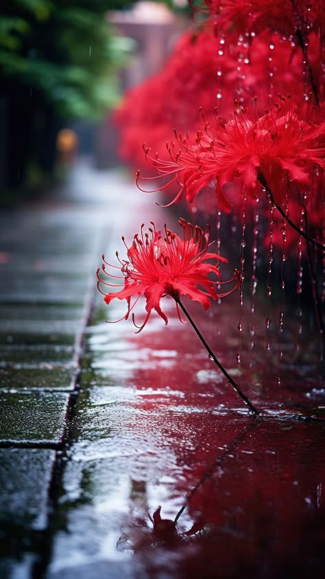 Japanese red spider lily by foot path in raining flower autumn plant. | premium image by rawpixel.com / Ling Lily Spider Flower, Red Lily Aesthetic, Lycoris Rouge, Lily Iphone Wallpaper, Japanese Red Spider Lily, Yellow Spider Lily, Red Spider Lily Aesthetic, Red Spider Lily Wallpaper, Spider Lily Aesthetic