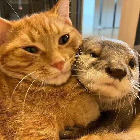 Home / Twitter Otter And Cat, Otters Cute, Otter Love, Cat Stories, Sea Otter, Best Friendship, Cat Painting, Best Friends Forever, 귀여운 동물