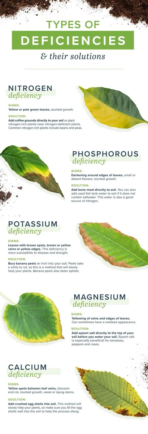 Jun 16, 2018 - Sometimes plants get hungry after it's used up all its soils nutrients. Thankfully, you can make homemade plant food to keep your plant happy and healthy! Plant Deficiencies, Homemade Plant Food, Plant Diy, نباتات منزلية, Plant Hacks, Garden Types, Plants Nature, Garden Care, House Plants Indoor