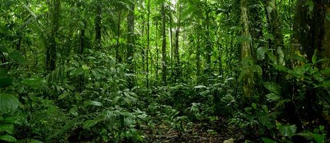 Terra Preta in the Amazon - The Permaculture Research Institute Rainforest Landscape, Green Board, Jungle Forest, Adventure Photos, Biome, Amazon Rainforest, Spring Nature, Tropical Rainforest, Aquarium Backgrounds