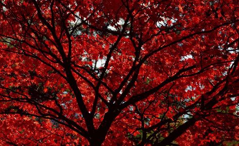 Fonds d'écran Feuilles rouges - Wallpaper Cave Minimalist Desktop Wallpaper, Royal Wallpaper, Dark Red Background, Floral Pattern Wallpaper, Wallpaper Red, Stranger Things Aesthetic, Landscape Background, Leaf Background, Red Leaves