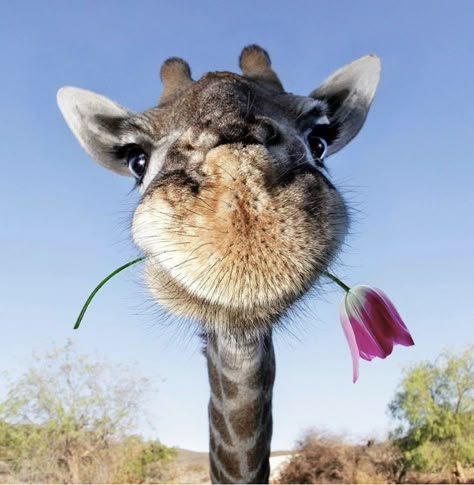 Giraffe Pictures, Funny Giraffe, Giraffe Art, Cute Giraffe, A Giraffe, Cute Animals Images, Pretty Animals, Silly Animals, Cute Wild Animals