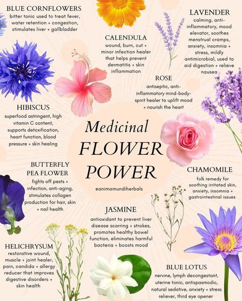 Herbs Benefits Medicinal Plants, Healing Plants Medicine, Flowers For Healing Energy, Healing Flowers Medicinal Plants, Plants With Health Benefits, Flowers For Protection, How To Use Herbs For Medicine, Medicinal Flower Garden, Passionflower Benefits Herbs