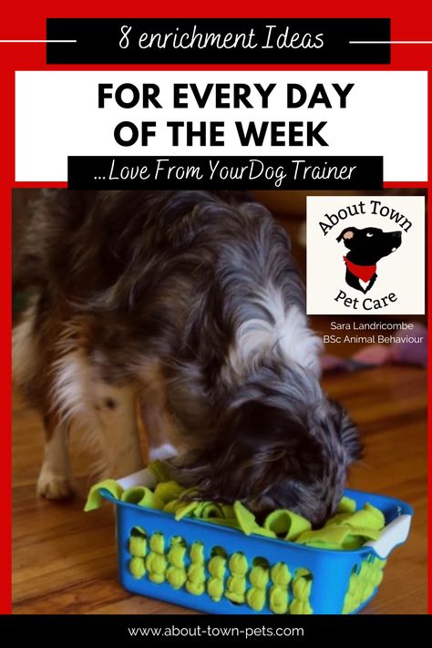 8 Super Simple Enrichment Ideas You Can Use Everyday Of The Week – About Town Pets Non Food Dog Enrichment, Dog Interactive Toys Diy, Dog Food Enrichment Ideas, Easy Dog Enrichment, Frozen Enrichment Bowls For Dogs, Puppy Entertainment Ideas, Diy Puppy Enrichment, Dog Food Enrichment, Canine Enrichment Ideas