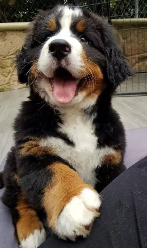 Aesthetic Bernese Mountain Dog, Bernese Mountain Dog Puppy Aesthetic, Cute Bernese Mountain Dog Puppies, Big Cute Dogs, Bernice Mountain Dog, Bernese Mountain Dog Puppy, Cute Dogs Images, Very Cute Puppies, Cute Animals Puppies