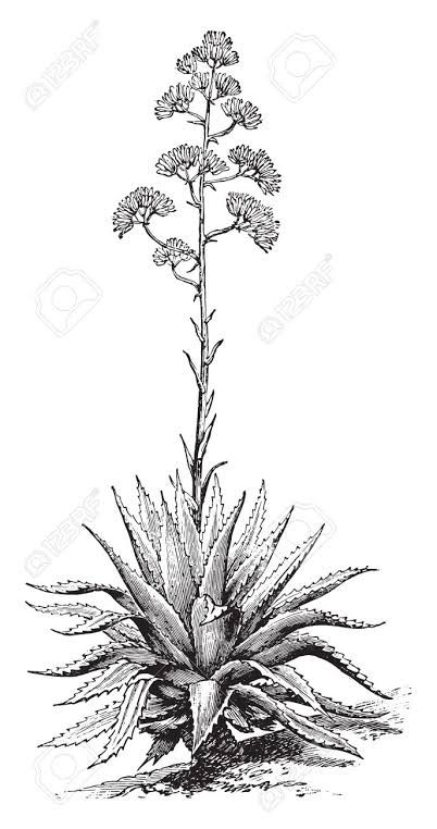 Desert Tattoo, Engraved Illustration, Hippie Aesthetic, Plant Tattoo, Desert Flowers, Engraving Illustration, Botanical Tattoo, Agave Plant