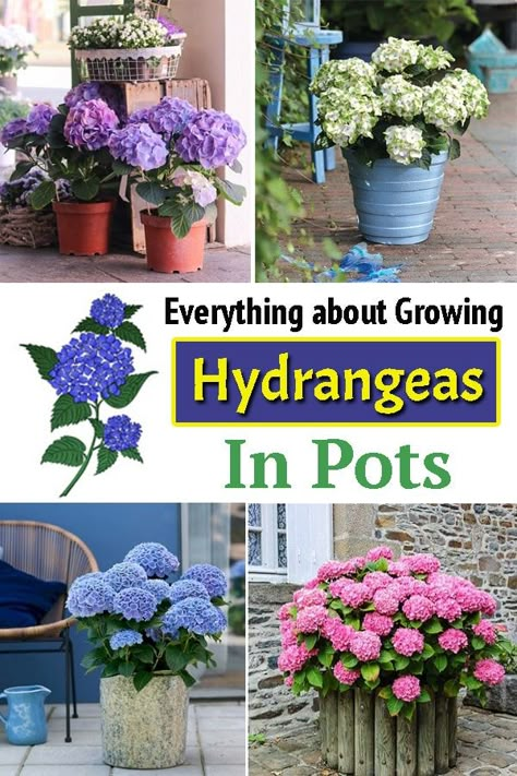 Are you looking forward to Growing Hydrangeas in Pots? Here is the complete guide on how you can grow and care for them in the containers! Can You Grow Hydrangeas In A Pot, How To Grow Hydrangeas In Pots, Potted Hydrangeas On Porch, How To Care For Hydrangeas In A Pot, Planting Hydrangeas In Pots, Growing Hydrangeas In Pots, Hydrangea In Pots Planters, Hydrangeas In A Pot, Potted Hydrangea Care