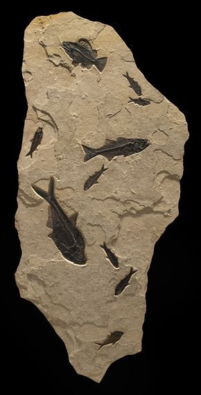 Fossil Art, Fossil Hunting, Fossil Bones, Rocks And Fossils, Fish Fossil, Large Mural, Geology Rocks, Amber Fossils, Extinct Animals