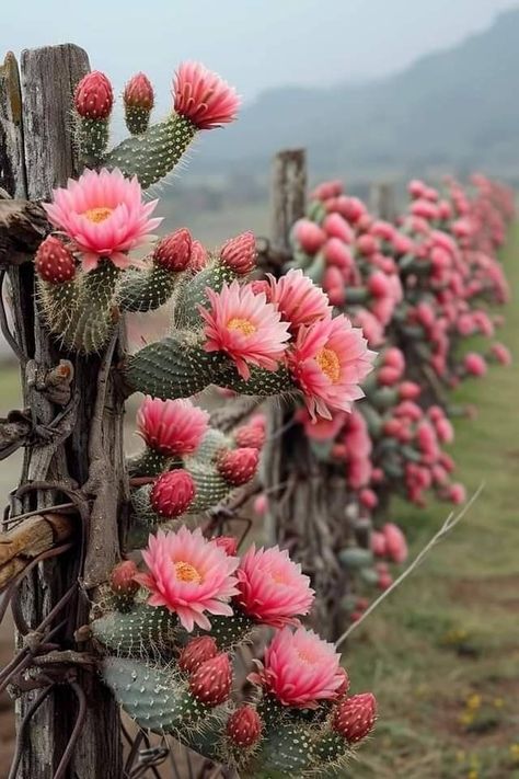 ~ It's a Colorful Life ~ Pink Desert Aesthetic, Alternative Lawns, Southwest Aesthetic, Cool Succulents, Notebook Therapy, Desert Tones, Happy Cactus, Arizona History, Desert Roses