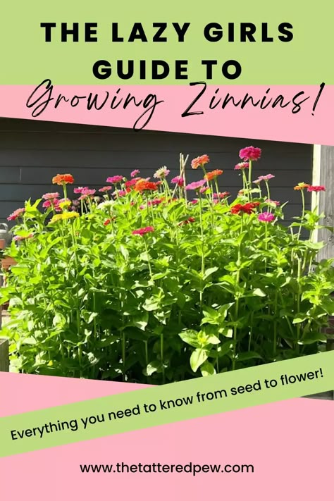 Save Zinnia Seeds, What To Plant With Zinnias Flower Beds, Collecting Zinnia Seeds, Zinnias In Flower Bed, Raised Zinnia Beds, Zinnias In Raised Beds, Raised Flower Garden Beds Layout, Summer Planting Flowers, Zinnia Raised Bed