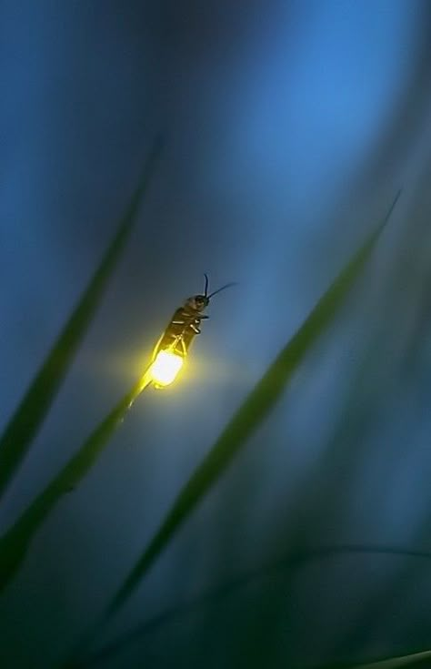 Lightning Bugs, Foto Tips, A Bug, Beetles, Dragonflies, Firefly, Amazing Nature, Beautiful Creatures, Nature Beauty