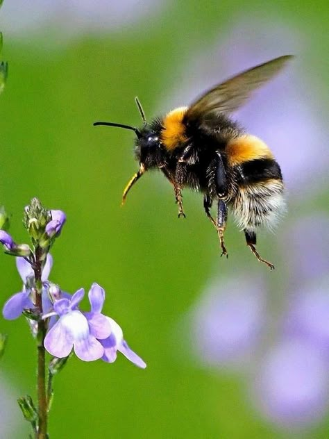 Bumblebee Photo, Nature Aesthetic Art, Facts About Honey Bees, Aesthetic Flower Tattoo, Aesthetic Plant Wallpaper, Facts About Honey, Bee Kitchen Decor, Bee Photos, Bee Gender Reveal Party