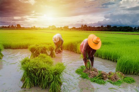 Ever Thought What Might Be The Scope For #Agricuturists In India? Here's All The Info You Would Want To Know If You Are Interested in #BSc in #Agriculture. #CampusHunt #Education https://campushunt.in/blog/best-bsc-agriculture-colleges-bangalore-india/ Human Eye Diagram, Agriculture Landscape, Agriculture In India, Farmer Working, Agriculture Pictures, Rice Farming, Agriculture Photography, Agriculture Photos, Farm Village