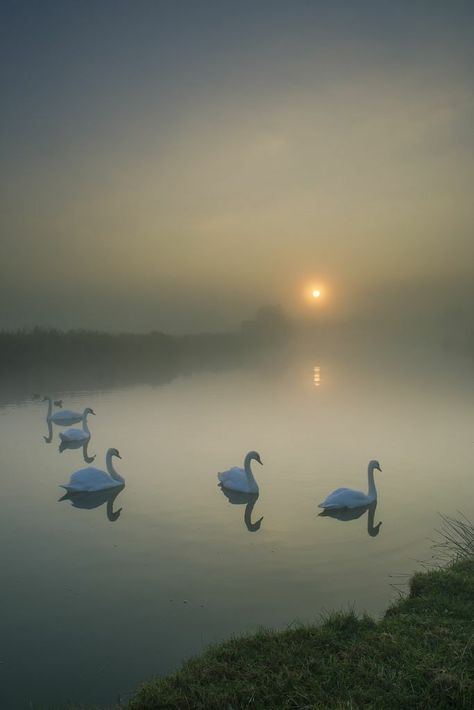 Beauty Of Nature🍀🐞🌲 on Twitter: "Good morning everyone. #nature #NaturePhotography… " Foggy Day, Fotografi Vintage, Outdoor Photographer, Swan Lake, Nature Aesthetic, Swans, Nature Beauty, Beautiful Birds, Pretty Pictures