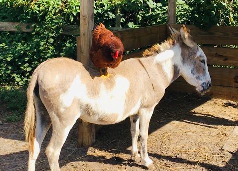 Donkey Barnyard scene Chicken and donkey Rhode Island Red Hen Sicilian donkey Sicilian Donkey, Rhode Island Red Hen, Chicken Pics, Rhode Island Red Chickens, Rhode Island Red, Red Hen, Rhode Island, Photography Art, Hen