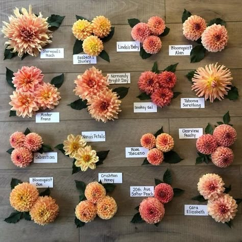 Types of peach dahlias from @dahliasbyjulie, which one is your favorite? 🥰⁠ ⁠ •••⁠ ⁠ #dahlias #dahlia #gardenlife #flowerstagram #rooapron #howdoyouroo #gardengram #gardenersofinstagram #urbangardernersrepublic #gardenersofig #freshblooms #flowersofig #inmygarden #flowerlovers #flowersofinstagram #floweroftheday #floristlife #instaflowers #pursuepretty #inspiredbypetals #soloverly #dailydoseofwhimsy #flowermagic #flowerphotography #thankfulness #peachflowers Dahlias Flower Arrangements, Dahlia Flower Centerpieces, Dahlia Tablescape, Dahlia Decor, Daliah Flower, Dahlia Flower Arrangements, Peach Dahlia, Basket Centerpieces, Flower Farming