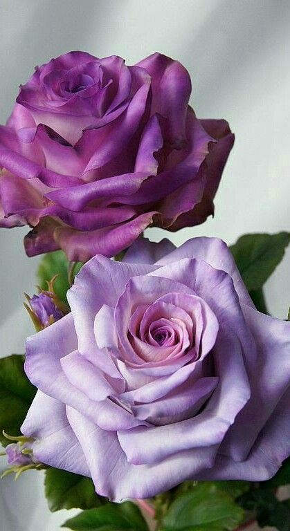 Lavender Roses, Love Rose, Flower Beauty, Purple Roses, Beautiful Blooms, Ikebana, Amazing Flowers, Love Flowers, My Flower