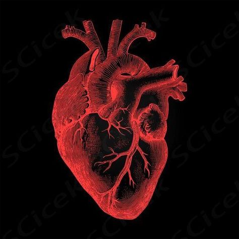 Human Heart - Anatomical Rendering on Dark Background free stock illustration by Jack Moreh #StockVault Drumbot Brian, Real Human Heart, Anatomical Heart Illustration, Heart Anatomical, Heart Diagram, Heart Real, Heart Aesthetic, Normal Heart, Heart Illustration