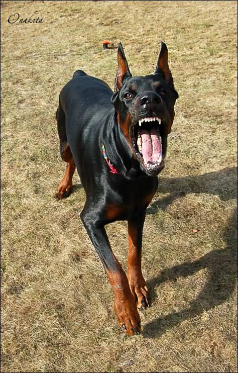 Snarling Doberman, Dog Looking Up, Doberman Agressive, Doberman Scary, Doberman Barking, Angry Doberman, Growling Dog, Perro Doberman Pinscher, Mean Dog