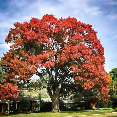 6 Best Trees to Plant in Houston - Lawnstarter Planting Zones, Texas Trees, Red Oak Tree, Red Trees, Tree Seedlings, Coastal Gardens, Red Fall, Oak Trees, Tree Seeds