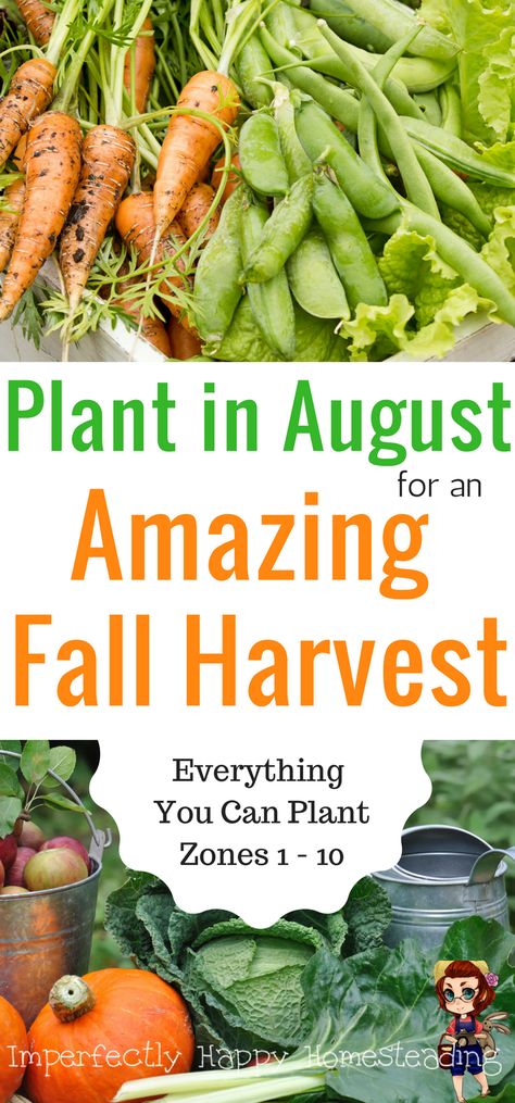 What To Plant In August, Gardening Zones, Fall Gardening, Fall Vegetables, Fall Garden Vegetables, Garden Veggies, Garden Vegetables, Garden Types, Veg Garden