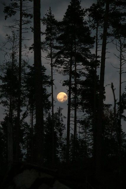 Dark Naturalism, Fotografi Digital, The Moon Is Beautiful, Moon Aesthetic, Moon Pictures, Moon Photography, Moon Lovers, Beautiful Moon, Air Force Ones