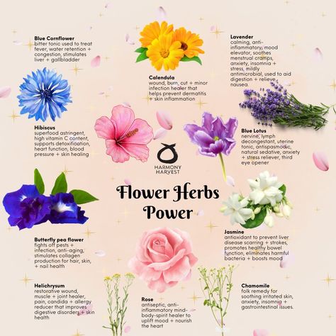 Flower Healing, Medicinal Flowers, Healing Flowers, Boosting Immunity, Third Eye Opening, Flower Magic, Wild Food Foraging, Food Foraging, Bloom Flowers