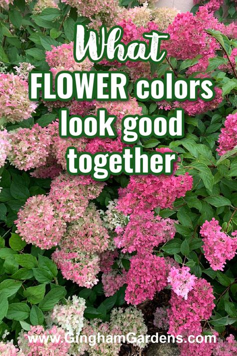 Garden Flower Combinations, Garden Flower Borders, Flowers That Look Good Together, Garden Flower Colour Schemes, Colorful Flower Bed Ideas, Best Flower Color Combinations, Red And Purple Flowers Gardens, Garden Color Scheme Colour Palettes, Floral Color Combinations