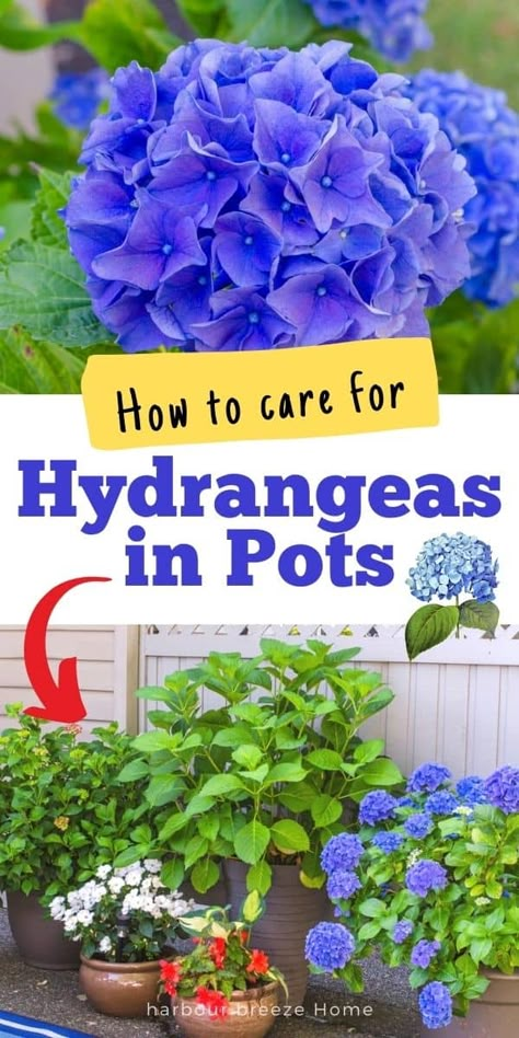 How To Care For Hydrangeas In A Pot, Hydrangea In A Pot, Potted Hydrangea By Front Door, Potted Hydrangea Care, Hydrangea In Pots, Hydrangeas In Pots, Potted Hydrangea, Hydrangea Plant Care, Hydrangea Plant