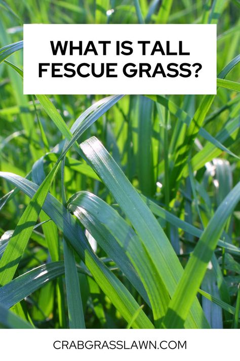 What is Tall Fescue Grass? Grow Grass Fast, Tall Fescue Grass, Fescue Grass, Tall Fescue, Grasses, Lawn