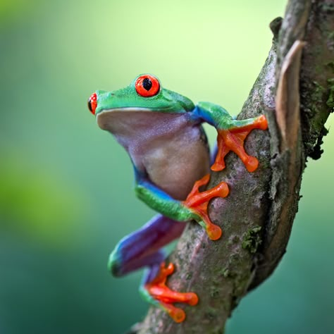 Rainforest Frog, Leaf Frog, Frog Facts, Small Frog, Red Eyed Tree Frog, Frog Pictures, Rainforest Animals, Frog Tattoos, Tropical Animals