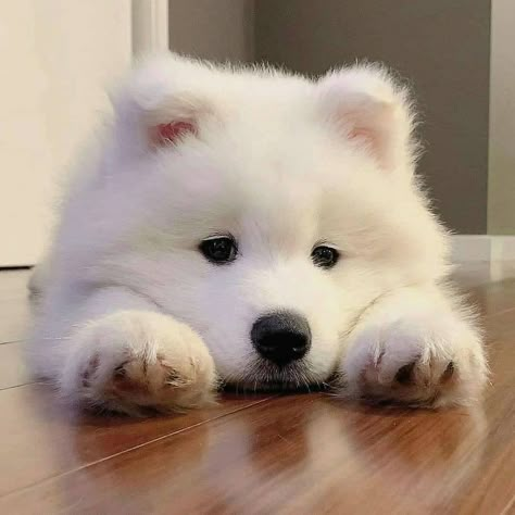 Pomsky Dog, Samoyed Puppy, Samoyed Dogs, Dog Icon, Very Cute Dogs, Cute Cats And Dogs, Cute Animal Drawings, Baby Dogs, Little Dogs