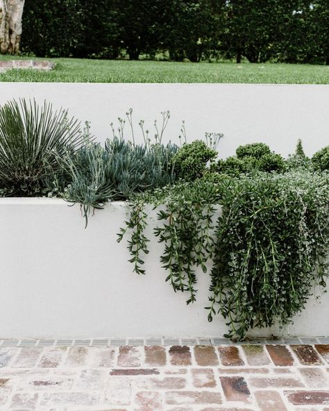 Modern Walled Garden, Garden Bed Plant Ideas, Render Garden Bed, Rendered Garden Bed, Recycled Brick Pathway, Garden Bed Around House, White Brick Planter, Planter Beds Landscaping, Exterior Planter Boxes