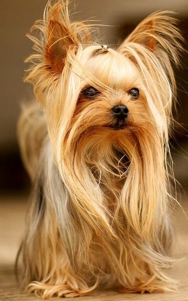 Yorkie Haircuts, Top Dog Breeds, Yorkie Puppies, 강아지 그림, Most Popular Dog Breeds, Yorkie Dogs, Yorkshire Terrier Puppies, Yorkshire Terriers, Popular Dog Breeds