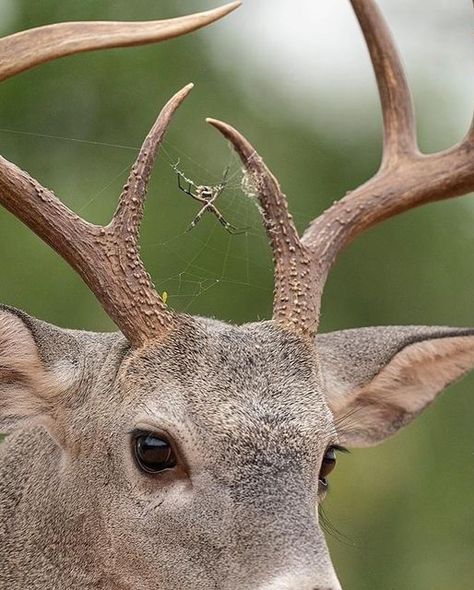 Hector David Astorga on Instagram: "Whitetail buck w/ spider. Now this is something that I have never seen before. A very nice 8-point buck that has been hanging out at one of our blinds came in the other day with a resident between his brow tines. A spider has taken residence on his rack!!! 😂🕷 Im not sure if this guy fell asleep somewhere and the spider climbed on or he walked through the spider's web and it then took residence on him. Either way it was fun seeing this and capturing it. Whitetail Bucks, Found Art, Terraria, Pretty Animals, A Deer, Spiders, Art Reference Photos, Spider Web, Antlers