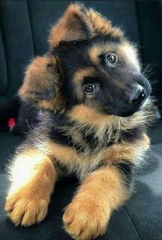 Cute Doggies, German Shepards, Shepherd Dogs, Shepherd Puppies, German Shepherd Puppies, Cute Dogs And Puppies, Animal Pics, Puppy Dogs, German Shepherds