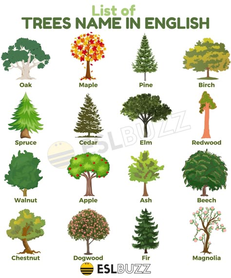 Types Of Trees For Kids, Trees Name In English, Tree Identification Chart, Trees Types, Different Types Of Forests, Tree Leaf Identification, Identifying Trees, Tree Names, Nature Inspired Names