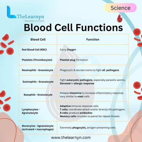 The Amazing World of Blood Cells! Dive into the microscopic universe of blood cells with us! 🧫 Let's unravel the incredible functions of these tiny powerhouses that keep our bodies running smoothly. From oxygen delivery to fighting off infections, blood cells are the unsung heroes of our circulatory system! Have you ever wondered what makes your blood flow smoothly through your veins, delivering oxygen and nutrients to every corner of your body? 🤔 It's all thanks to the remarkable teamw... Blood Cells Diagram, Blood Group Facts, White Blood Cell X Red Blood Cell, Parts Of Blood, Types Of Blood Cells, Function Of Blood, Medical Microbiology, Nursing School Studying Cheat Sheets, Low White Blood Cells