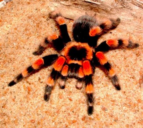 Most Colorful Spiders | Orange tree Tarantula and Red-kneed Tarantula Red Knee Tarantula, Pet Tarantula, Arachnids Spiders, Cardinal Points, Cool Insects, Painting Lesson, Charlotte's Web, Cool Bugs, Mountain Ranges