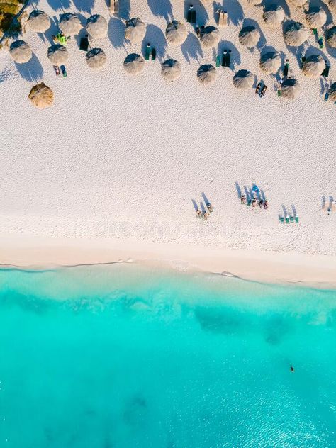 Eagle Beach Aruba, Palm Trees on the shoreline of Eagle Beach in Aruba, stock image Vacation Scenery, Eagle Beach Aruba, Aruba Island, Aruba Beach, Aerial Drone, Aruba, At The Beach, Palm Trees, Stock Images